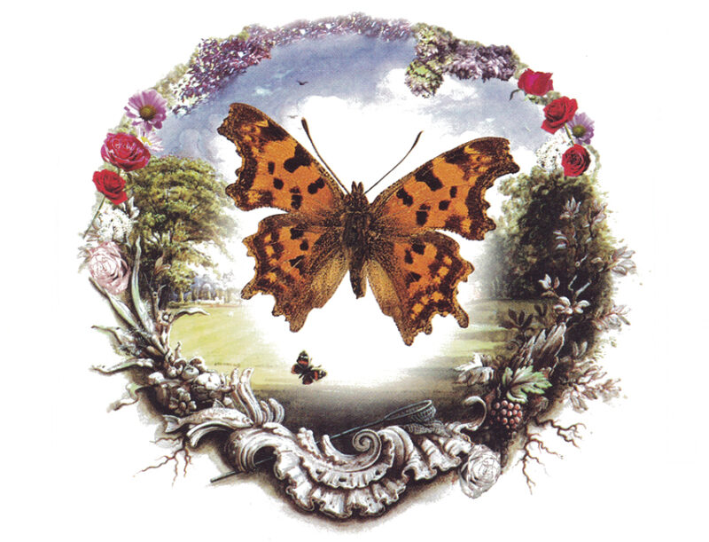 udl_p6b_polygonia-c-album_2007 Polygonia c-album.