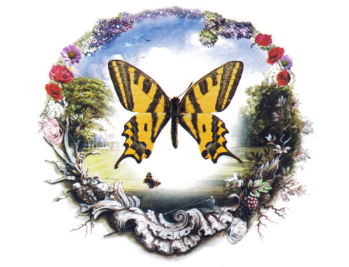 udl_p8b_papilio-alexanor_2007 Papilio alexanor